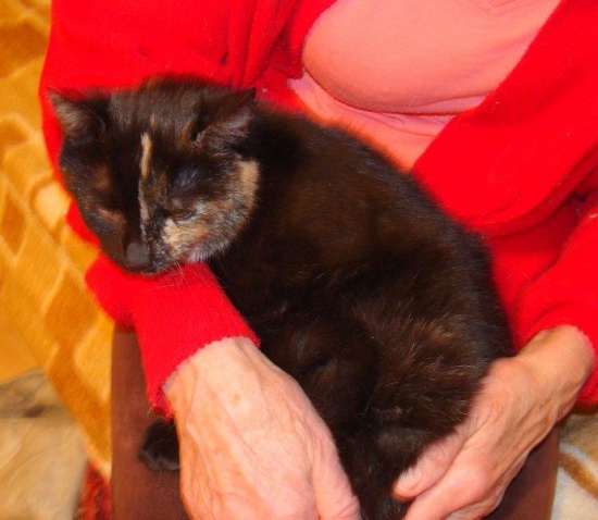 Szylkretka Pusia
